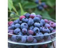 IQF Blackberry