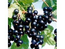 Frozen Blackcurrant