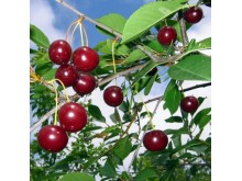 Frozen Sour Cherry